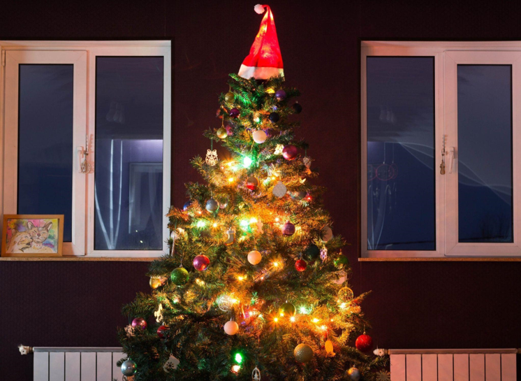 Find the Perfect Christmas Tree for Sale to Enhance Your Meditation While Reading with a View